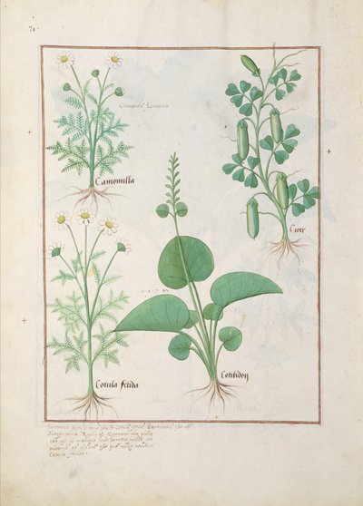 Kamille (oben links) und Gurke (rechts) Illustration aus 